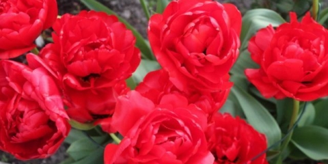 Tulip miranda: fotografija i opis, sadnja i njega, recenzije